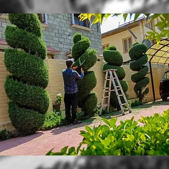 قص الاشجار بالرياض باقل سعر 6غع65