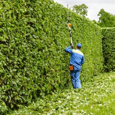 قص الاشجار بالرياض باقل سعر علهاهع