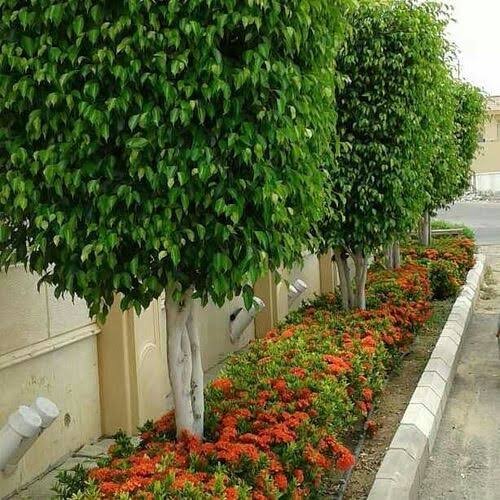 قص الاشجار بالرياض باقل سعر يشؤبسيسشي
